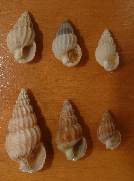 Nassariidae nel Mediterraneo